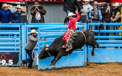 Chute operator is charged by the bull ridden by Ruger Piva