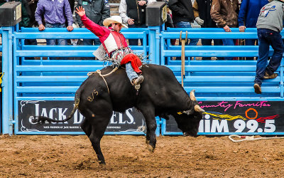 Bull ridden by Ruger Piva bucks during the competition