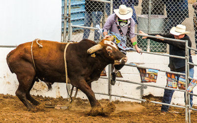 Bull Game On tries to gore a Rodeo Clown after throwing rider Rowdy Cook