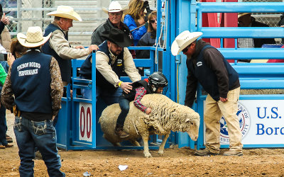 Mutton Bustin competitor bursts out of the chute