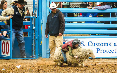 A solid ride in the Mutton Bustin competition