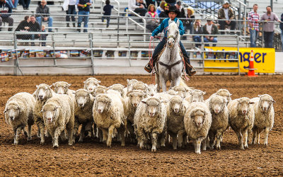 Young cowboy herds sheep for the Mutton Bustin competition
