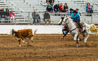 Junior Rodeo Team Roping competitors trail their calf