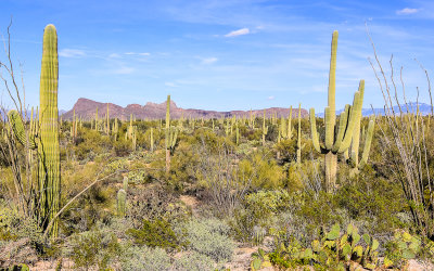The Saguaro forest along the Wren-Manville Trail in Saguaro National Park 