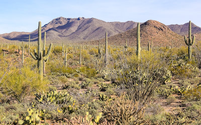 View of the Tucson Mountains from Signal Hill along the Wren-Manville Trail in Saguaro National Park
