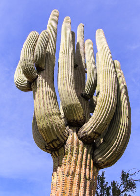 Giant Saguaro along the Wren-Manville Trail in Saguaro National Park