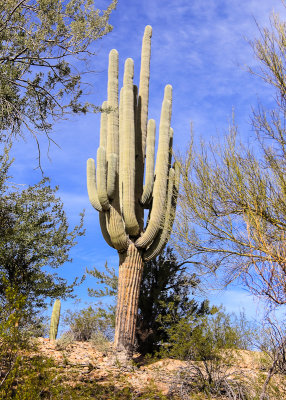 Giant Saguaro with many arms along the Wren-Manville Trail in Saguaro National Park