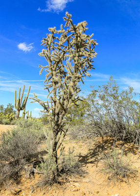 Christmas Tree Cholla cactus along the Wren-Manville Trail in Saguaro National Park