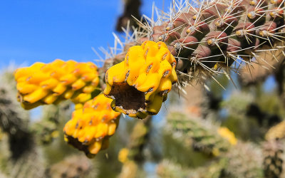 Purple Cane Cholla cactus fruit along the Wren-Manville Trail in Saguaro National Park