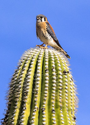 American Kestrel (hawk) on top of a Saguaro along the Wren-Manville Trail in Saguaro National Park