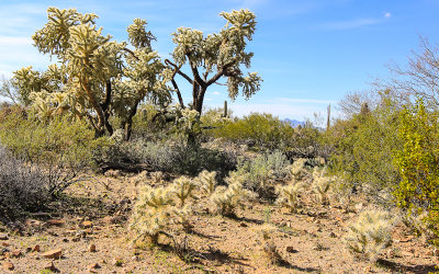 Teddy Bear Cholla cactus and minefield of offspring along the Wren-Manville Trail in Saguaro National Park