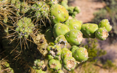 Buckhorn Cholla cactus fruit along the Wren-Manville Trail in Saguaro National Park