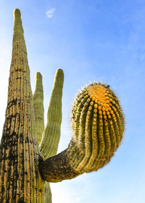 Close-up of the tip of a Saguaro arm along the Wren-Manville Trail in Saguaro National Park