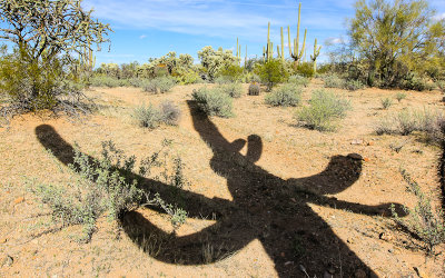 Shadow of a Saguaro on the desert floor along the Wren-Manville Trail in Saguaro National Park