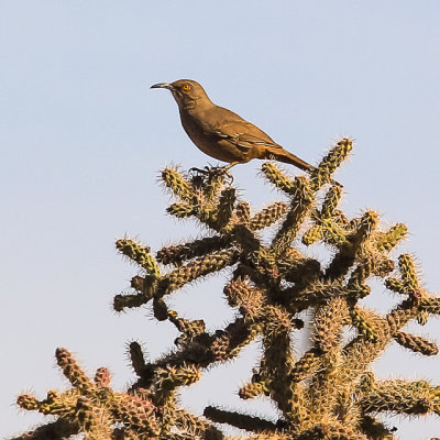 Curved Bill Thrasher along the Wren-Manville Trail in Saguaro National Park