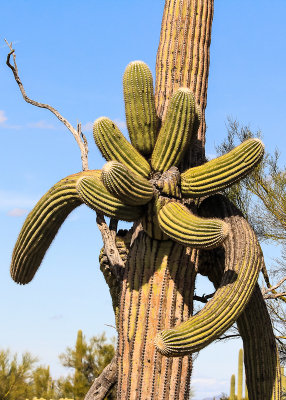 Multiple arms in an odd formation on a Saguaro along the Wren-Manville Trail in Saguaro National Park