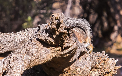 Squirrel hiding on an old tree along the Wren-Manville Trail in Saguaro National Park
