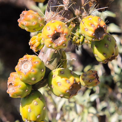 Buckhorn Cholla cactus fruit along the Wren-Manville Trail in Saguaro National Park