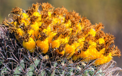 Fishhook Barrel cactus fruit along the Wren-Manville Trail in Saguaro National Park