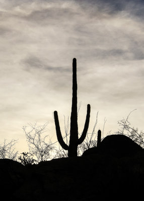Overcast skies silhouette a Saguaro along the Wild Dog Trail in Saguaro National Park