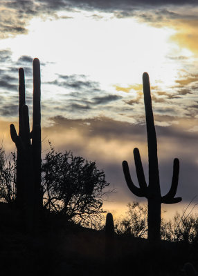 Silhouette of Saguaros along the Wild Dog Trail in Saguaro National Park