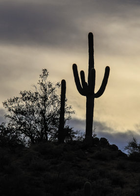Saguaros silhouetted against an overcast sky along the Wild Dog Trail in Saguaro National Park