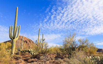 The desert along the Wild Dog Trail in Saguaro National Park