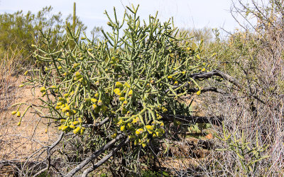 Pencil Cholla cactus along Desert Discovery Nature Trail in Saguaro National Park