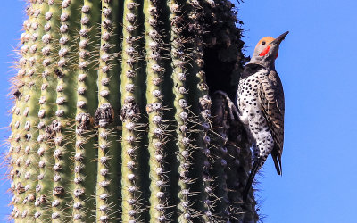 Gilded Flicker Woodpecker building a home in a Saguaro cactus in Saguaro National Park