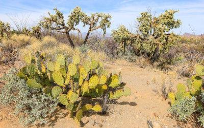 Prickly Pear and Cholla cactus along the Sendero Esperanza Trail in Saguaro National Park