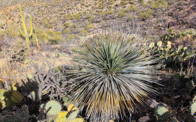 Yucca plant along the Sendero Esperanza Trail in Saguaro National Park