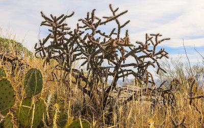 Buckhorn Cholla cactus along the Sendero Esperanza Trail in Saguaro National Park