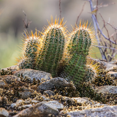 Hedgehog cactus along the Sendero Esperanza Trail in Saguaro National Park