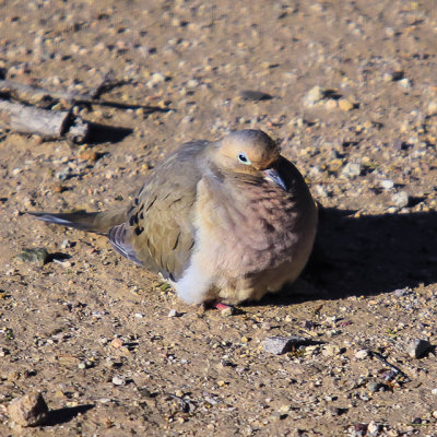 Desert Mourning Dove in Saguaro National Park