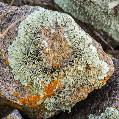 Lichens on a rock along the Sendero Esperanza Trail in Saguaro National Park