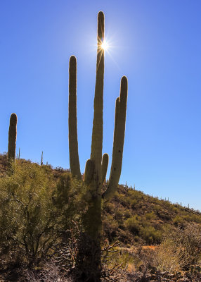 The sun eclipsed by a Saguaro along the King Canyon Trail in Saguaro National Park