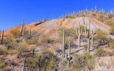 Gould Mine from below along the King Canyon Trail in Saguaro National Park