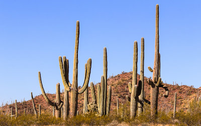 Saguaros along the King Canyon Trail in Saguaro National Park