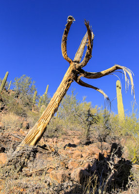 Giant Saguaro skeleton on a mountainside in the Sonoran Desert