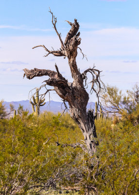 Remains of a tree in the Sonoran Desert