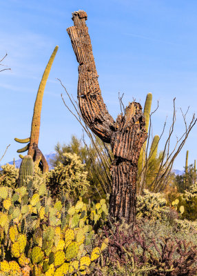 Outer skin of a Saguaro cactus rotting off of the skeleton in the Sonoran Desert