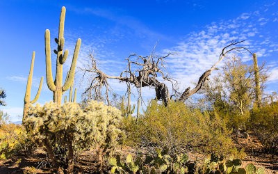 A dead Mesquite tree in the Sonoran Desert