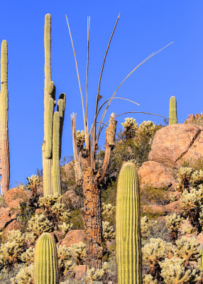 A Saguaro cactus skeleton comes apart in the Sonoran Desert