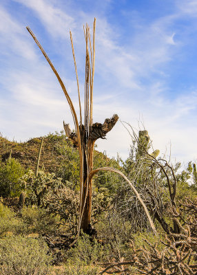 A Saguaro skeleton breaks apart in the Sonoran Desert