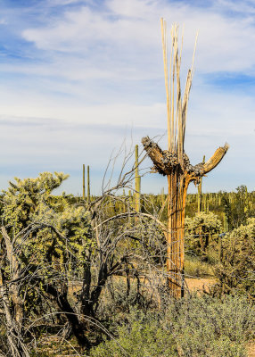 Tree and Saguaro skeletons in the Sonoran Desert