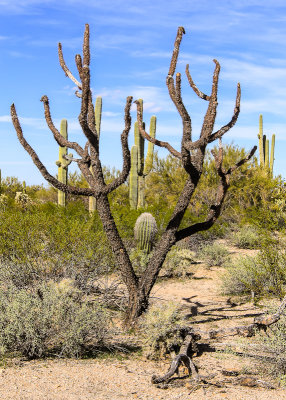 Teddy Bear Cholla cactus skeleton in the Sonoran Desert