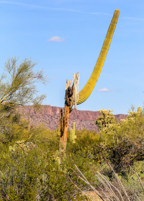 A dying Saguaro cactus with a remaining living arm in the Sonoran Desert