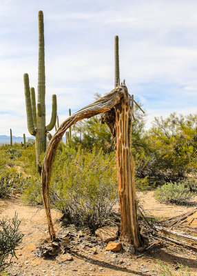A Saguaro skeleton flanked by a mature Saguaro in the Sonoran Desert