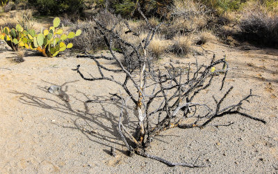 Purple Cane Cholla cactus skeleton in the Sonoran Desert