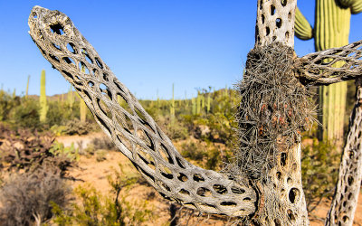 Close up of the skeleton of a Teddy Bear Cholla cactus in the Sonoran Desert